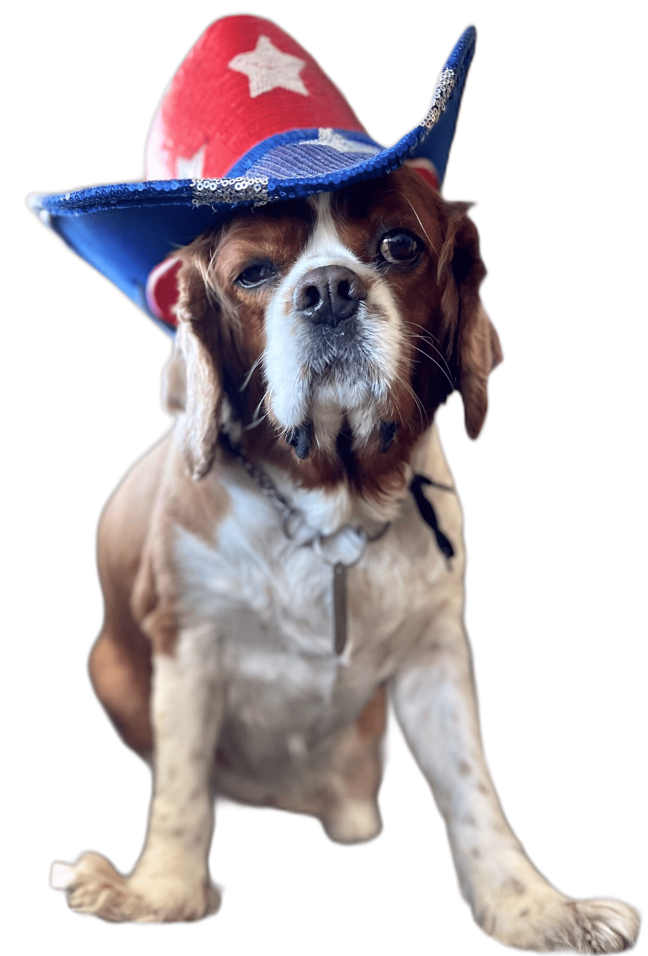 Ateş the Doggo